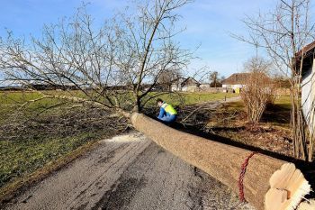 Tree Removal in Alpharetta GA