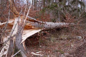 Tree Emergency in Milton GA