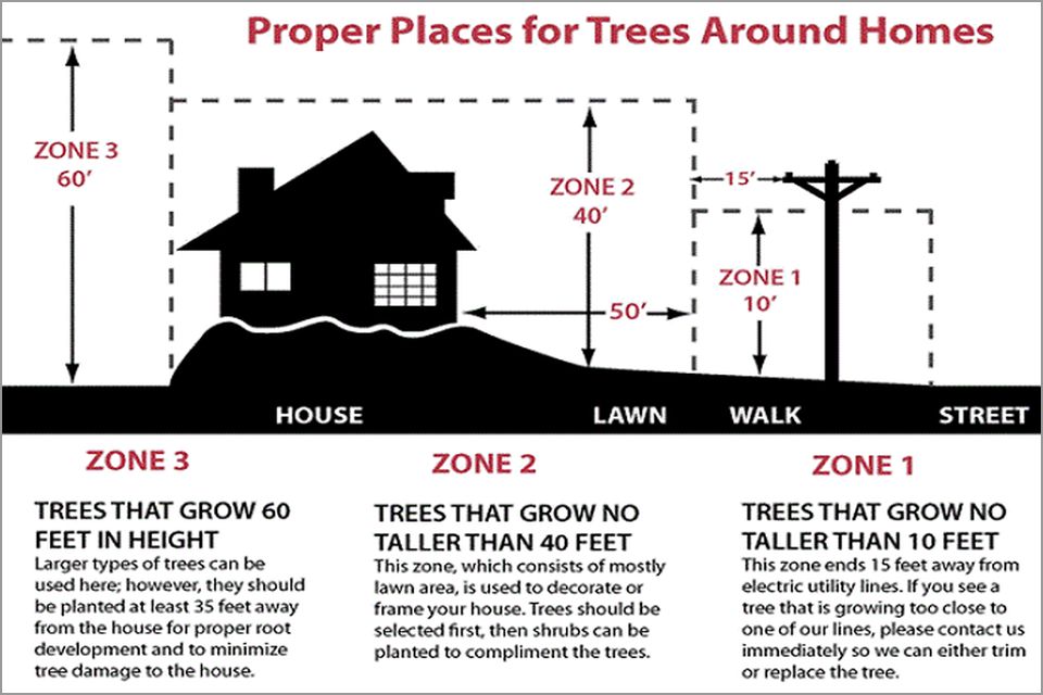 Proper Tree Placement Around Your House