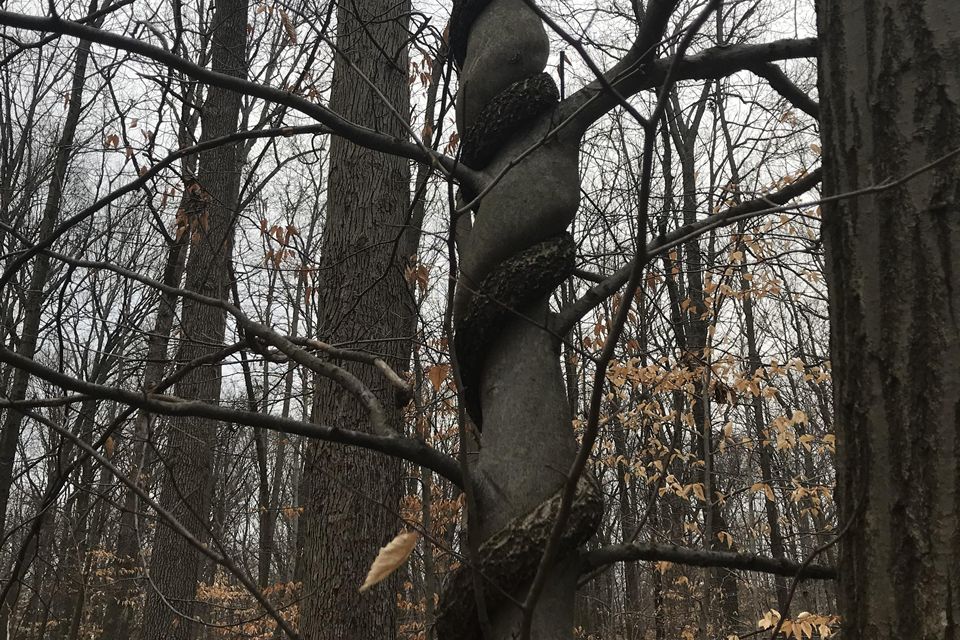 Vine choking a tree