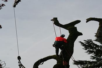 Crane Tree Removal Vinings GA