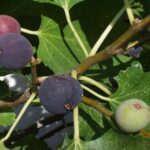 Why Figs Trees are Hardy and Easy to Maintain in Atlanta