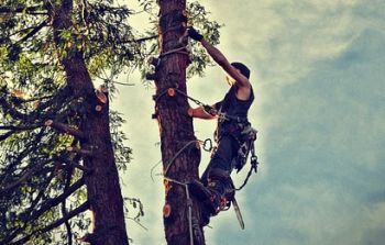 Tree Pruning and Trimming in Smyrna GA
